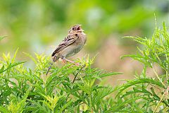 Grasshopper Sparrow