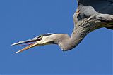 Great Blue Heronborder=