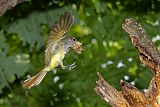 Great Crested Flycatcherborder=