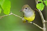 Great Crested Flycatcherborder=