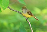 Great Crested Flycatcher