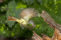 Great Crested Flycatcher