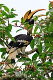 Great Hornbillborder=