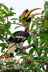 Great Hornbill