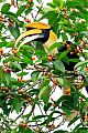 Great Hornbill Great Hornbill