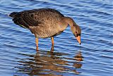 Greater White-fronted Goose