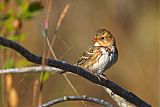 Harris's Sparrowborder=