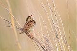 Henslow's Sparrow