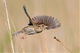 Henslow's Sparrow