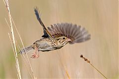 Henslow's Sparrow