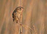 Henslow's Sparrow