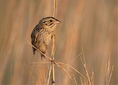 Henslow's Sparrow