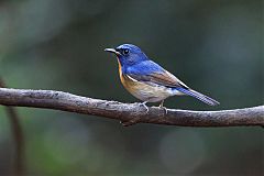 Hill Blue Flycatcher