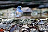 Hill Blue-Flycatcher