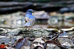 Hill Blue Flycatcher