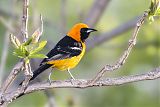 Hooded Oriole