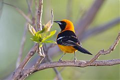 Hooded Oriole