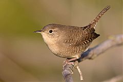 Northern House Wren