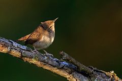 Northern House Wren