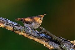 House Wren