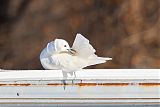 Ivory Gull