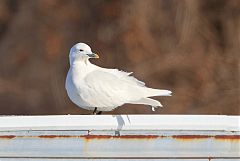 Ivory Gull