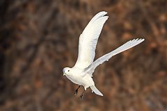 Ivory Gull