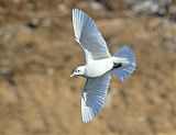 Ivory Gull