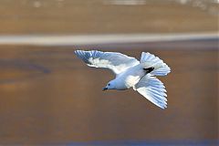 Ivory Gull