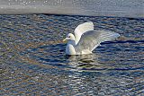 Ivory Gull