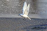 Ivory Gull