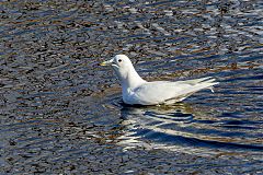 Ivory Gull