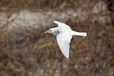 Ivory Gull