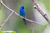 Indigo Bunting