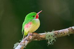 Jamaican Tody