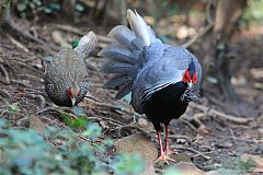 Kalij Pheasant