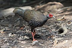 Kalij Pheasant