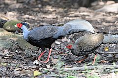 Kalij Pheasant