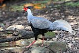 Kalij Pheasant