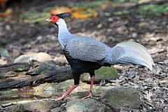 Kalij Pheasant