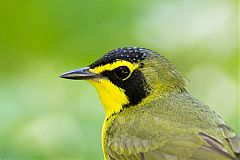 Kentucky Warbler