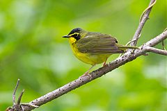 Kentucky Warbler