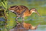 King Rail