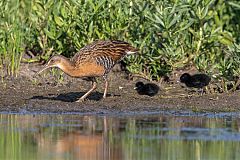 King Rail