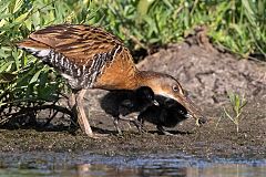 King Rail