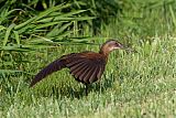 King Rail