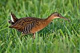 King Rail