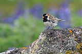 Lapland Longspur