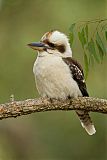 Laughing Kookaburraborder=