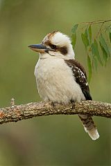 Laughing Kookaburra